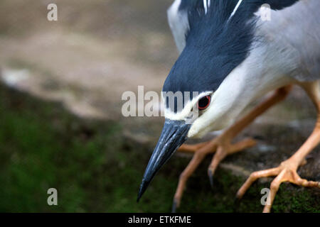 Ein schwarz gekrönt Nachtreiher (Nycticorax Nycticorax) Stockfoto