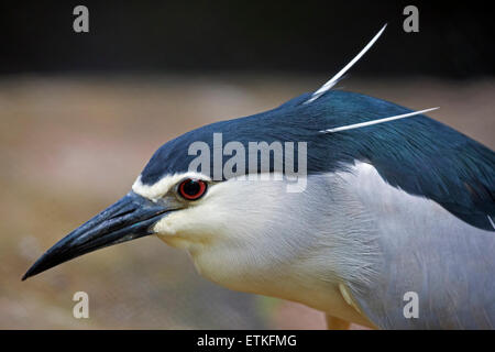 Ein schwarz gekrönt Nachtreiher (Nycticorax Nycticorax) Stockfoto
