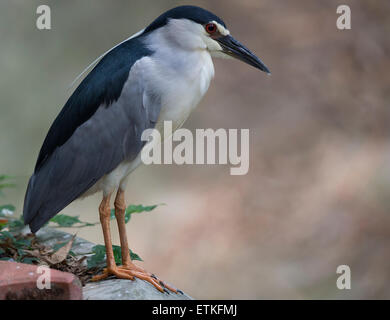 Ein schwarz gekrönt Nachtreiher (Nycticorax Nycticorax) Stockfoto