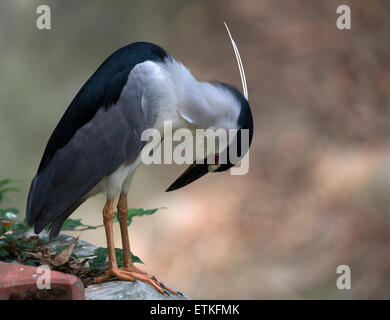 Ein schwarz gekrönt Nachtreiher (Nycticorax Nycticorax) Stockfoto