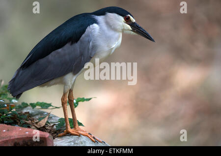 Ein schwarz gekrönt Nachtreiher (Nycticorax Nycticorax) Stockfoto