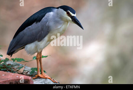 Ein schwarz gekrönt Nachtreiher (Nycticorax Nycticorax) Stockfoto