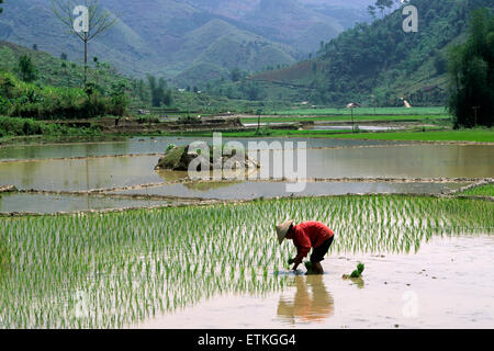 Vietnam, Provinz Ha Giang, Tal um Meo Vac, Reisfelder, Tay Stämme Bauern Stockfoto