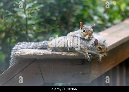 Östlichen Grauen grauen Eichhörnchen (sciurus carolinensis) zusammen mit an Deck Rail. Stockfoto