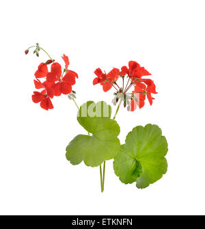 Geranien Blumen, Isolated On White Background Stockfoto