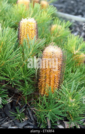 Banksia Spinulosa oder bekannt als "Kerzen" Stockfoto