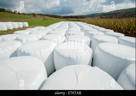 Kunststoff verpackt Heulage in Millerstown, Pennsylvania, USA Stockfoto