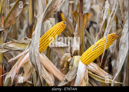 Feld Mais in Dalmatien, Pennsylvania, USA Stockfoto