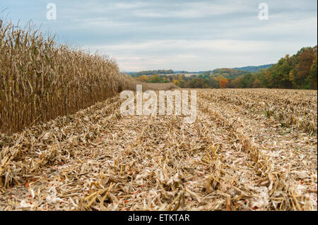 Feld nach Mais Häcksler, in Dalmatien, Pennsylvania, USA durchfahren hat Stockfoto