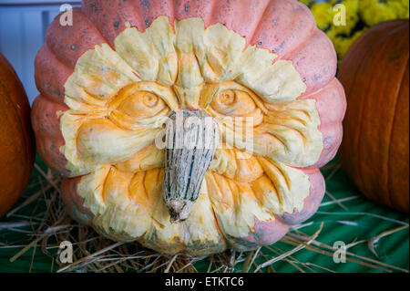 Geschnitzte Kürbis Gesicht mit dem Stiel als die Nase in Wexford, Pennsylvania, USA Stockfoto