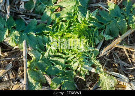 Nahaufnahme der Diakon Rettich Pflanze, Zwischenfrucht in Holtwood, Pennsylvania, USA Stockfoto