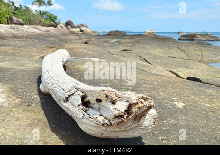 Ein Ast liegen auf einem großen Strand-Stein Stockfoto