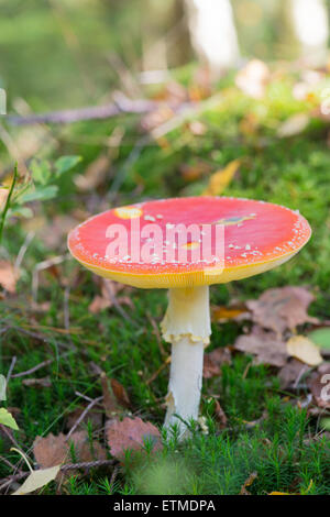 Fliege Amanita mit roten Hut im Wald Stockfoto