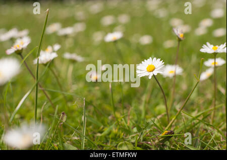 Bellis Perennis - die gemeinsame Daisy eine Quelle von Daisy Chains Sonnenanbeter Stockfoto