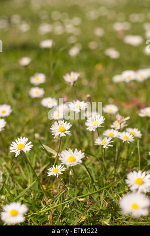 Bellis Perennis - die gemeinsame Daisy eine Quelle von Daisy Chains Sonnenanbeter Stockfoto