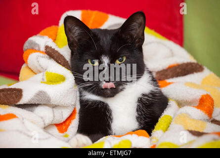 Black And White Cat gefangen mit der Zunge heraus. Stockfoto