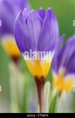 Crocus Sieberi Subspecies Sublimis "Tricolor" AGM-dreifarbig Siebers Krokus Februar Stockfoto