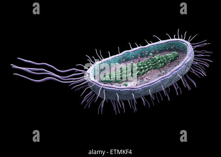 Querschnitt-Darstellung der ein Bakterium, zeigen die innere Struktur. Stockfoto