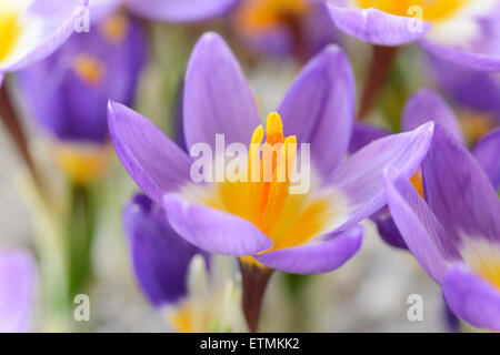 Crocus Sieberi Subspecies Sublimis "Tricolor" AGM-dreifarbig Siebers Krokus Februar Stockfoto