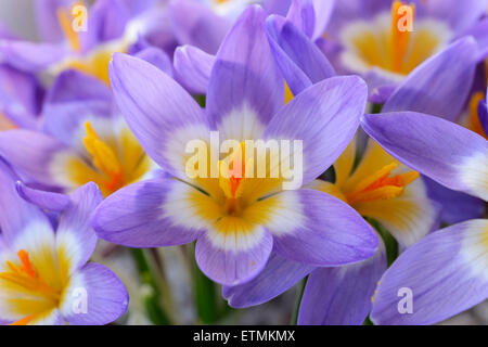 Crocus Sieberi Subspecies Sublimis "Tricolor" AGM-dreifarbig Siebers Krokus Februar Stockfoto