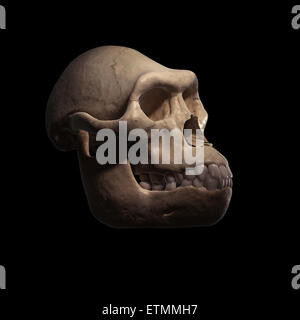 Illustration eines Australopithecus-Schädel.  Australopithecus ist eine ausgestorbene Gattung der Hominiden und frühen Vorfahren Homo sapiens. Stockfoto