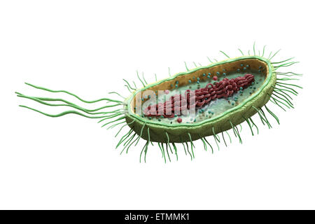 Querschnitt-Darstellung der ein Bakterium, zeigen die innere Struktur. Stockfoto