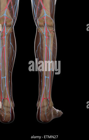 Darstellung der Blutversorgung und Skelett-Struktur der Unterschenkel, durch die Haut sichtbar. Stockfoto