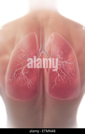Darstellung der Lunge innerhalb der Brustkorbes. Stockfoto