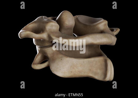 Darstellung des Atlas und Axis Wirbel des Halses Stockfotografie - Alamy