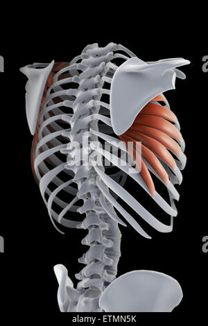 Darstellung der Serratus Muskeln und Teil des Skeletts. Stockfoto