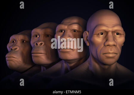 Konzeptionelle Darstellung vier Stufen der menschlichen Evolution; Australopithecus, Homo Habilis, Homo Erectus und Homo Sapiens.