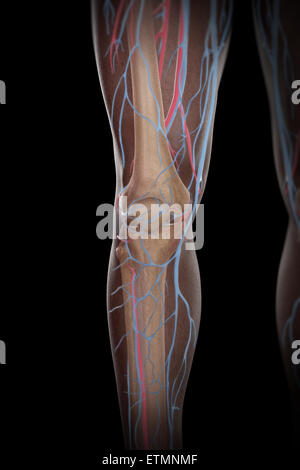 Darstellung der Blutversorgung und Skelettsystem an den Unterschenkeln, durch die Haut sichtbar. Stockfoto