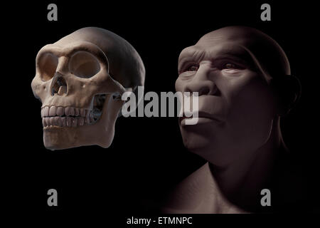 Darstellung eines Homo erectus neben einem Homo Erectus Schädel zum Vergleich. Homo Erectus ist eine ausgestorbene Gattung der Hominiden und Vorfahren zu Homo Sapiens. Stockfoto