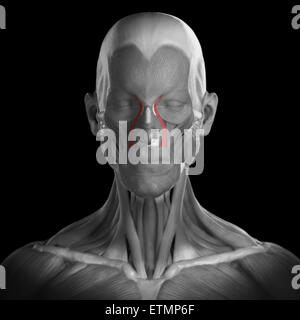 Konzeptbild der Muskeln des Gesichts mit den Levator Labii Superioris Alaeque Nasi Muskeln hervorgehoben. Stockfoto