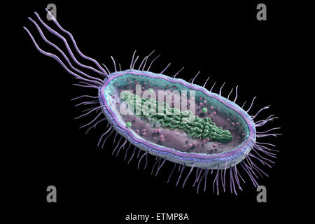 Querschnitt-Darstellung der ein Bakterium, zeigen die innere Struktur. Stockfoto
