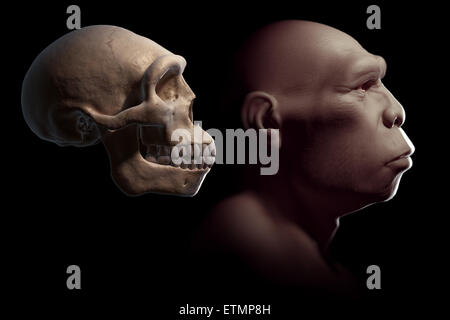 Darstellung eines Homo erectus neben einem Homo Erectus Schädel zum Vergleich. Homo Erectus ist eine ausgestorbene Gattung der Hominiden und Vorfahren zu Homo Sapiens. Stockfoto