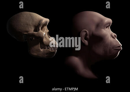 Darstellung eines Homo Habilis neben einen Homo Habilis Schädel zum Vergleich. Homo Habilis ist eine ausgestorbene Gattung der Hominiden und Vorfahren zu Homo Sapiens. Stockfoto