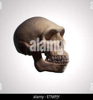 Abbildung eines Homo Erectus-Schädels.  Homo Erectus ist eine ausgestorbene Gattung der Hominiden und Vorfahren zu Homo Sapiens. Stockfoto