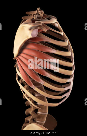 Darstellung der Serratus Muskeln und Teil des Skeletts. Stockfoto
