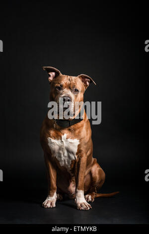 Staffordshire Terrier auf schwarzem Hintergrund Stockfoto