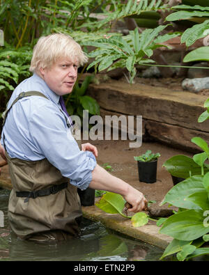 Boris Johnson, Bürgermeister von London trägt Watvögel am Prince Of Wales Conservatory in Londons Royal Botanical Gardens, Kew Victoria Amazonica Seerosen, Hybrid Seerosen und Lotus Pflanzen Pflanzen. Der Bürgermeister wurde von renommierten Gärtner, Carlos Magdalena (aka der Pflanze Messias), Kew Lehrlinge und Diplomanden verbunden.  Mitwirkende: Boris Johnson, Bürgermeister von London wo: London, Vereinigtes Königreich bei: Kredit-16. März 2015: Peter Maclaine/WENN.com Stockfoto