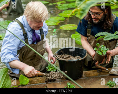 Boris Johnson, Bürgermeister von London trägt Watvögel am Prince Of Wales Conservatory in Londons Royal Botanical Gardens, Kew Victoria Amazonica Seerosen, Hybrid Seerosen und Lotus Pflanzen Pflanzen. Der Bürgermeister wurde von renommierten Gärtner, Carlos Magdalena (aka der Pflanze Messias), Kew Lehrlinge und Diplomanden verbunden.  Mitwirkende: Boris Johnson, Bürgermeister von London wo: London, Vereinigtes Königreich bei: Kredit-16. März 2015: Peter Maclaine/WENN.com Stockfoto