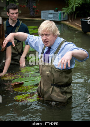 Boris Johnson, Bürgermeister von London trägt Watvögel am Prince Of Wales Conservatory in Londons Royal Botanical Gardens, Kew Victoria Amazonica Seerosen, Hybrid Seerosen und Lotus Pflanzen Pflanzen. Der Bürgermeister wurde von renommierten Gärtner, Carlos Magdalena (aka der Pflanze Messias), Kew Lehrlinge und Diplomanden verbunden.  Mitwirkende: Boris Johnson, Bürgermeister von London wo: London, Vereinigtes Königreich bei: Kredit-16. März 2015: Peter Maclaine/WENN.com Stockfoto