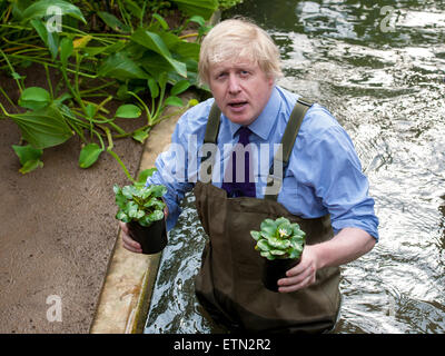 Boris Johnson, Bürgermeister von London trägt Watvögel am Prince Of Wales Conservatory in Londons Royal Botanical Gardens, Kew Victoria Amazonica Seerosen, Hybrid Seerosen und Lotus Pflanzen Pflanzen. Der Bürgermeister wurde von renommierten Gärtner, Carlos Magdalena (aka der Pflanze Messias), Kew Lehrlinge und Diplomanden verbunden.  Mitwirkende: Boris Johnson, Bürgermeister von London wo: London, Vereinigtes Königreich bei: Kredit-16. März 2015: Peter Maclaine/WENN.com Stockfoto