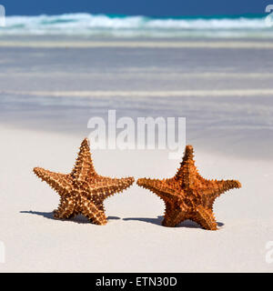 Zwei Seesterne am karibischen Sandstrand, Reisekonzept Stockfoto