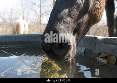 Pferd trinkt aus einem Wassertrog Stockfoto