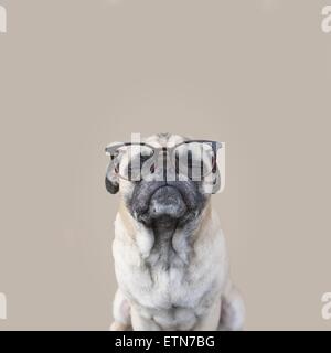 Porträt eines Mops Hund das Tragen einer Brille Stockfoto