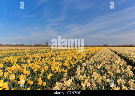 Bereich der Narzissen mit einer Windmühle in der Ferne, Niederlande Stockfoto