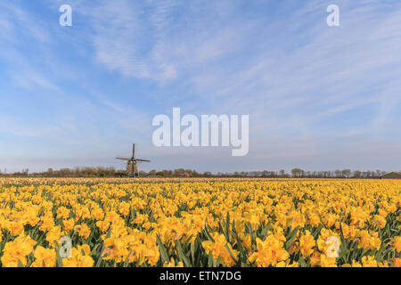 Bereich der Narzissen mit einer Windmühle in der Ferne, Niederlande Stockfoto