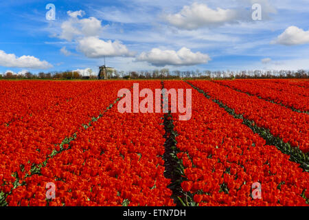 Reihen von Tulpen wachsen in einem Feld, Niederlande Stockfoto